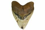 Huge, Fossil Megalodon Tooth - North Carolina #146775-1
